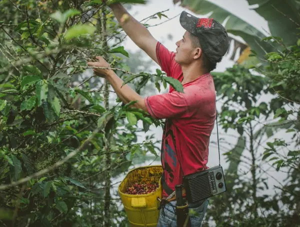 Agro colombiano