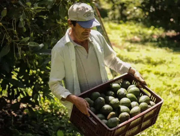 Aguacates