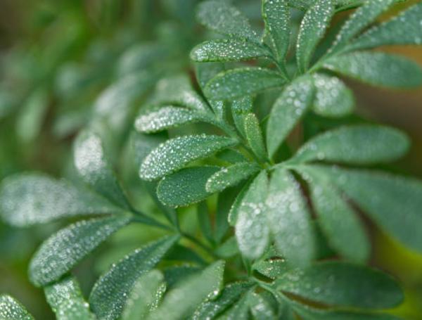 Yerba Ruda Ritual para Semana Santa 2025: ¿por qué es importante hervir hojas de ruda?
