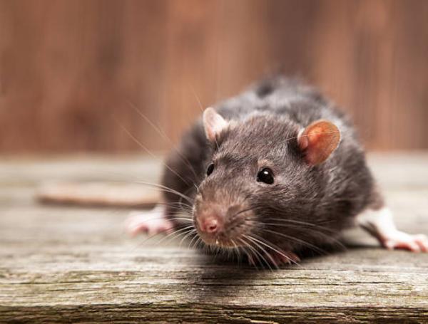 Paso a paso: ¿qué debo hacer si me muerde una rata?
