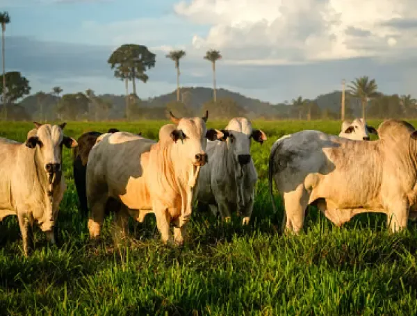 Solo 90.000 cabezas, el 2,8%, se destinaron a exportación durante 2025.