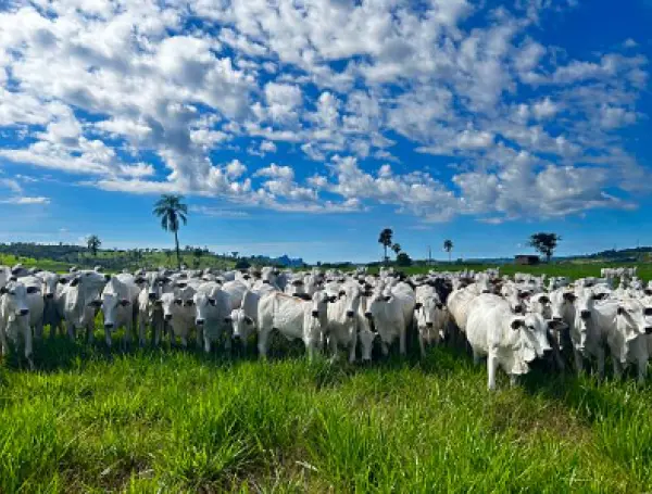 Córdoba concentra 63,3% del volumen exportado de carne en kilogramos.