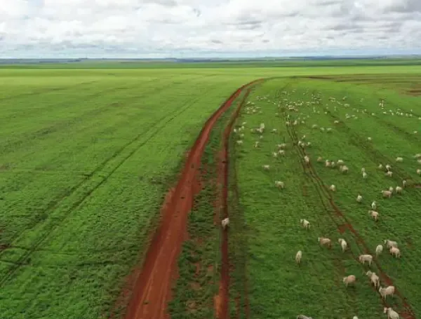 El precio de la carne subió 11,7% anual en enero de 2026.