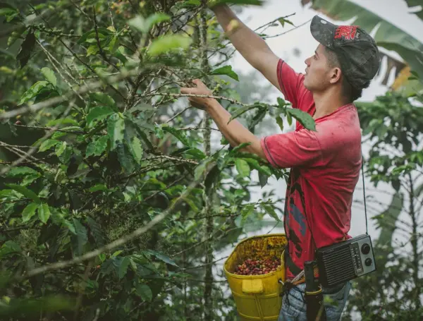 Agro colombiano
