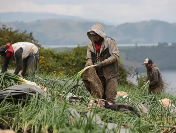 Agro colombiano