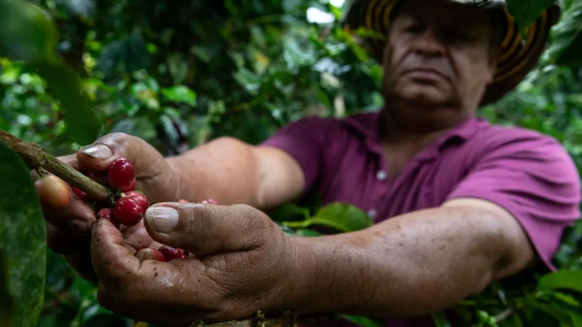 Cover image for Revaluación del peso frente al dólar genera preocupación en el sector cafetero: ¿cuánto se pierde por carga?