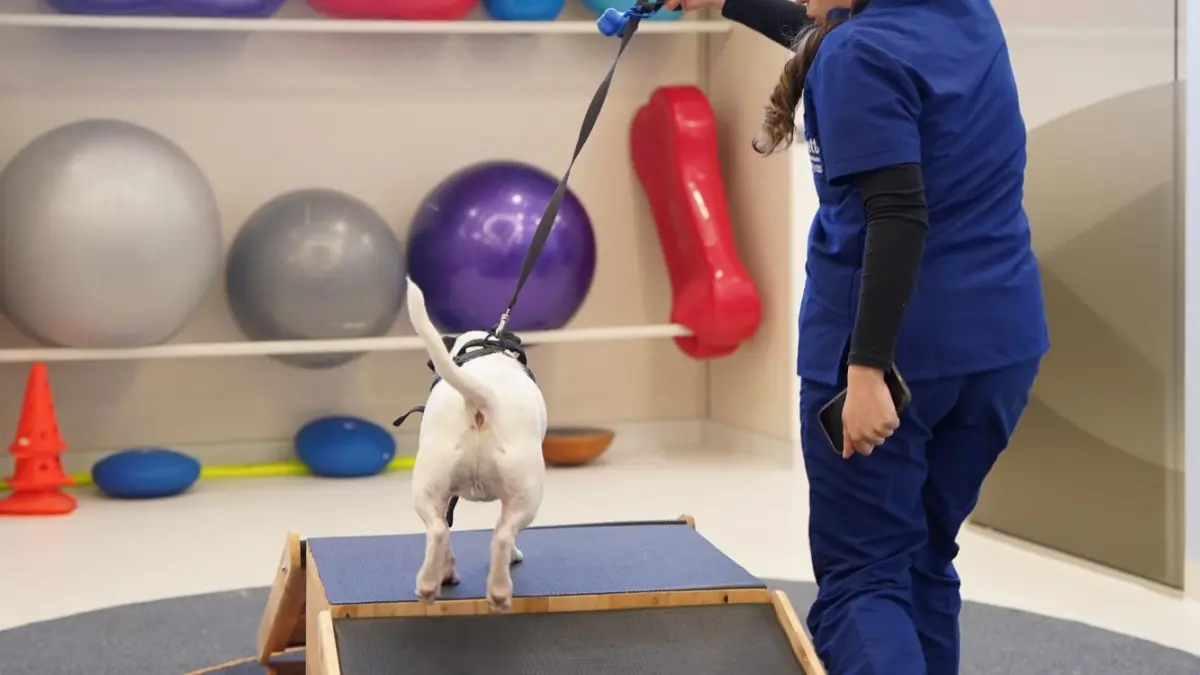 Antioquia inaugurates the first sports medicine and rehabilitation center for pets