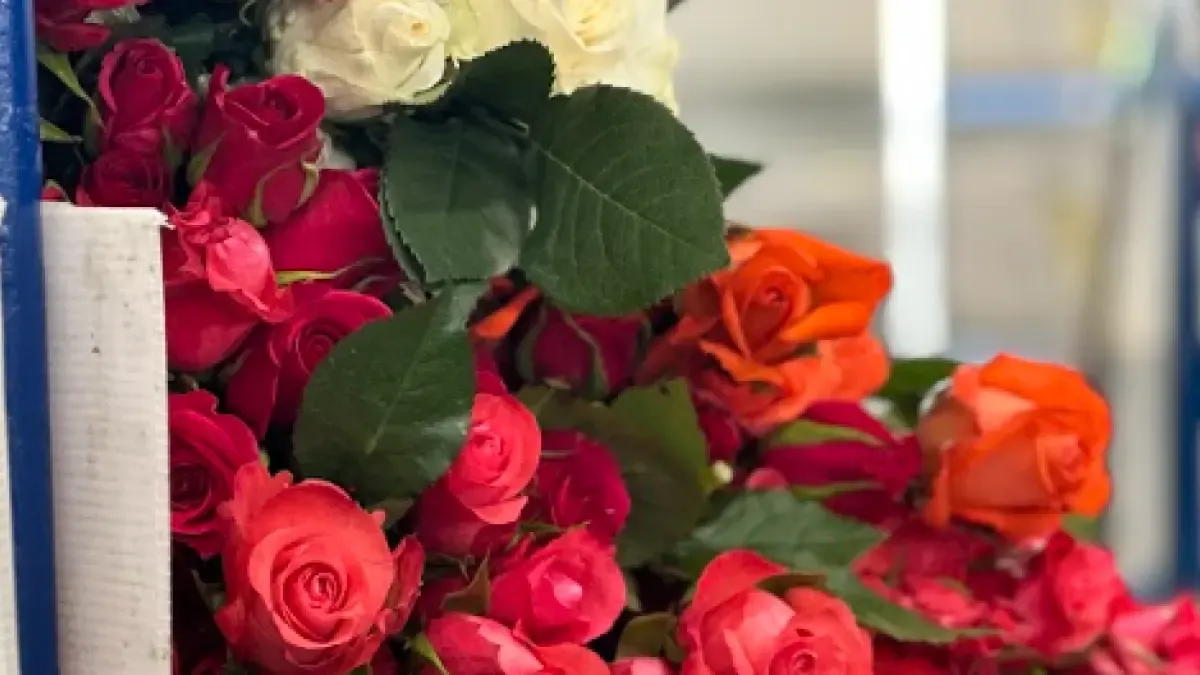 Valentine's Day: Between export boom and pressures hitting Colombian floriculture