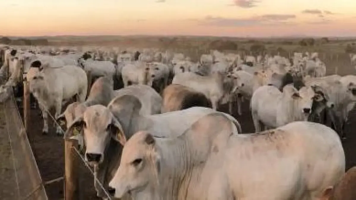 Fedegán warns that suspending beef exports would worsen the cattle crisis in Colombia