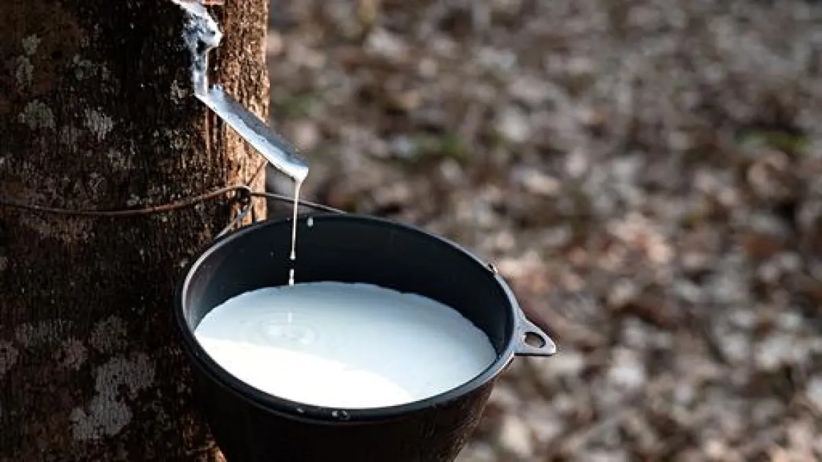 Rubber Sector Breaks 2025 Target: Revenue Exceeds 119% and Exports Grow 43%