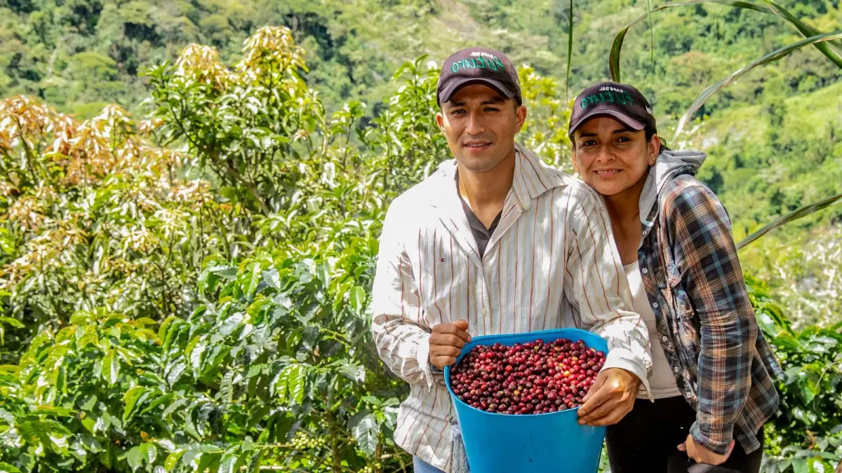 Cauca projects its largest coffee harvest in years, exceeding 1.5 million bags by 2026