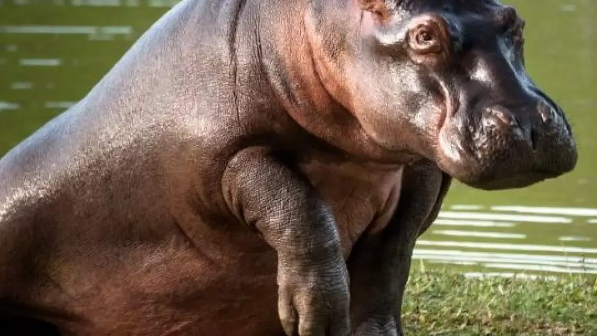 La justicia dio luz verde al sacrificio de los hipopótamos en Colombia.

Tras rechazar las tutelas, el Gobierno queda con vía libre para ejecutar el control poblacional, en medio de una crisis ambiental y sin opciones viables de traslado.

Detalles