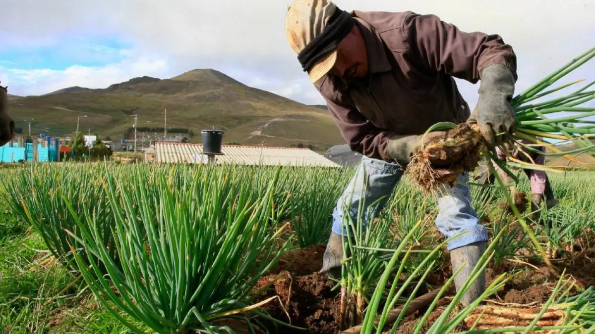 Colombian Economy Slows Down: GDP Grew 2.2% in the First Quarter of 2026