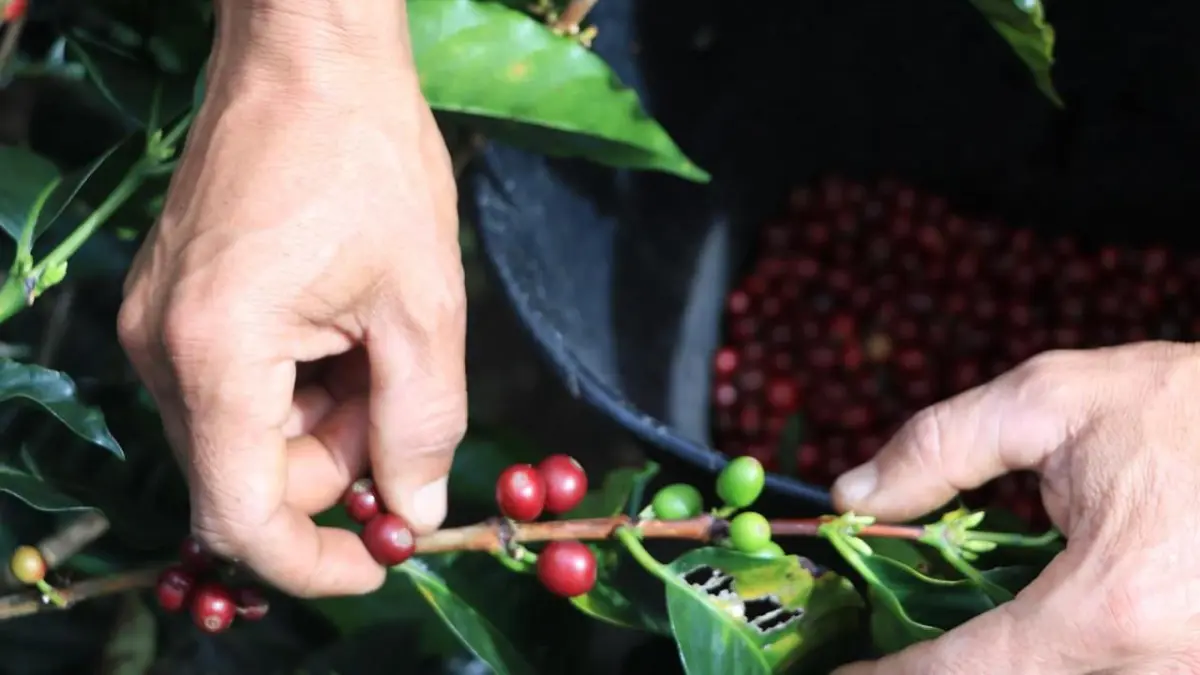 Ministry of Agriculture allocates $52 billion to protect coffee cultivation against El Niño impacts