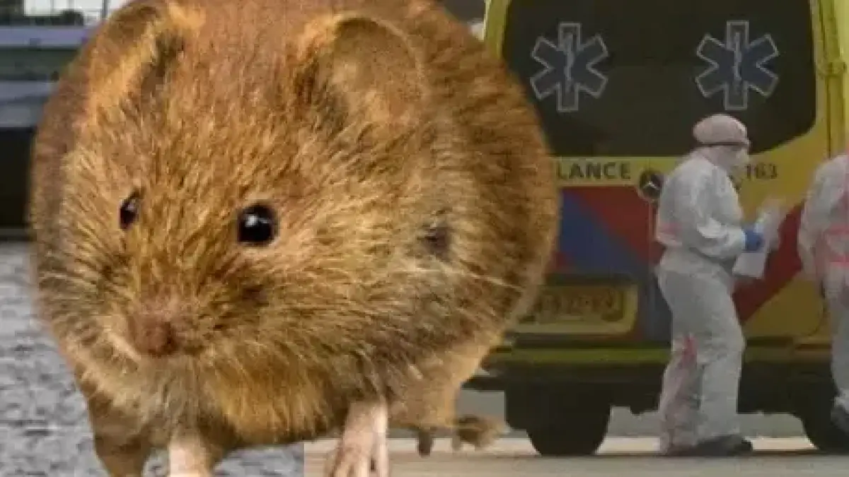 ¿La sombra del Covid? OMS explicó si habrá o no una pandemia mundial por casos de hantavirus

El organismo explicó que por ahora no debería propagarse por todo el mundo. 

Para conocer más información, acceda al artículo completo