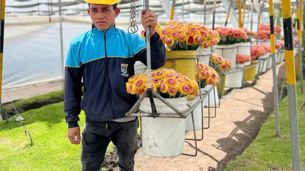Gobierno electo prepara medidas para apoyar a floricultores tras nuevos aranceles de Estados Unidos