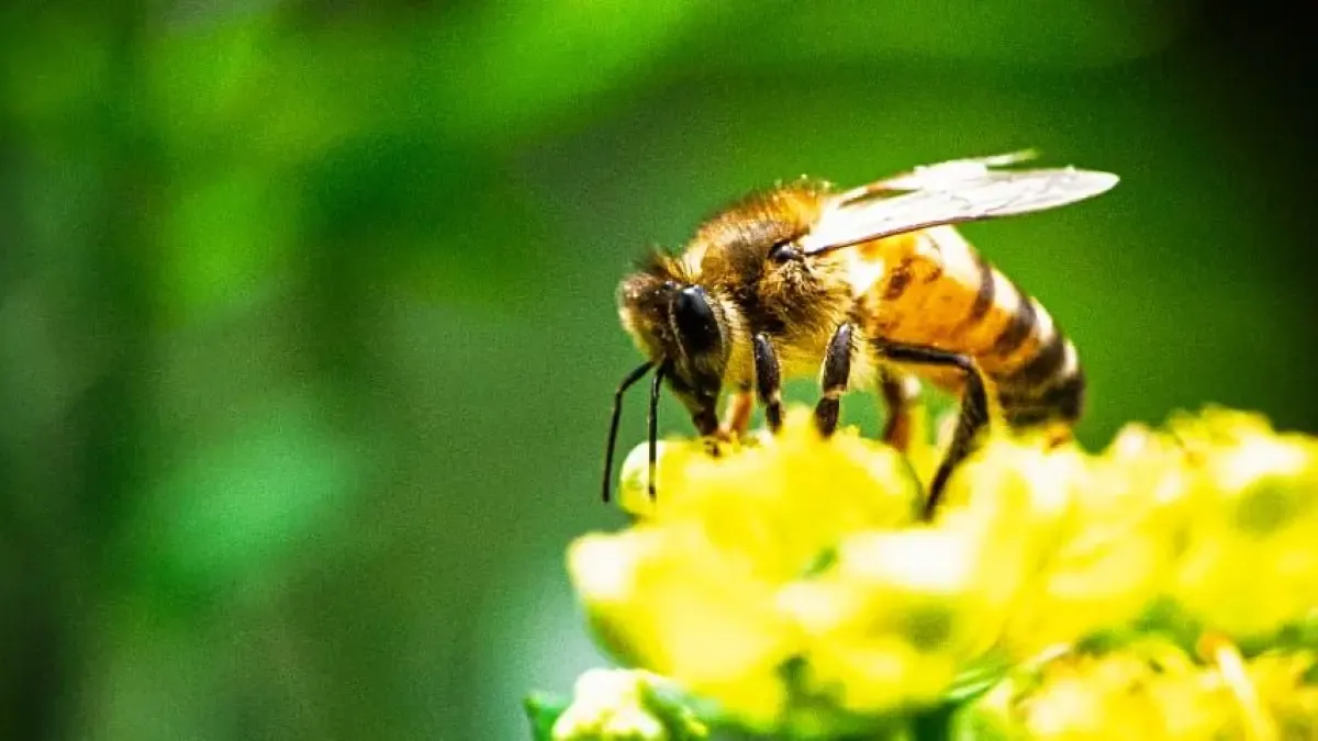 Las abejas están desapareciendo y eso podría afectar parte de los alimentos que llegan a la mesa de los colombianos