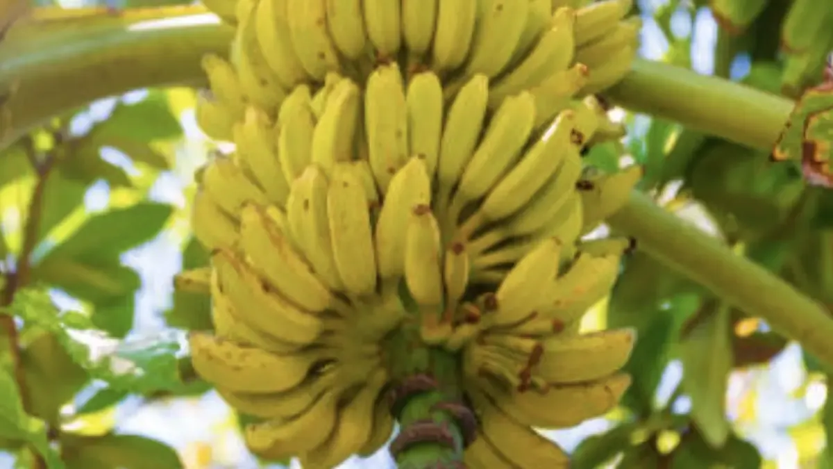 Banano colombiano activa escudo contra el Fusarium R4T para blindar empleo y exportaciones
