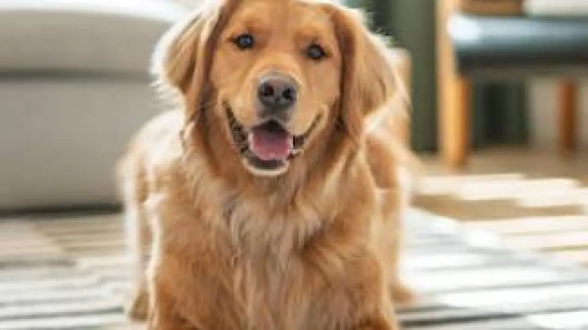 Consumidores impulsan nuevas tendencias en mascotas y Purina va tras más participación de mercado