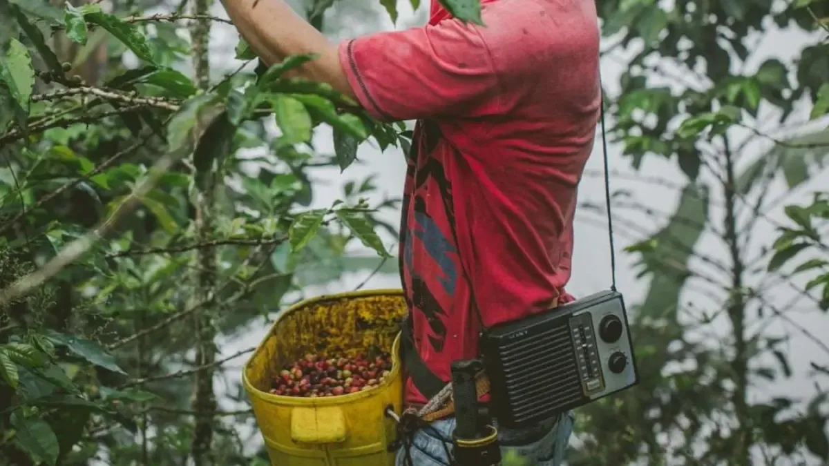 La minería y la agricultura, los lunares del crecimiento de la economía en Colombia en abril 2026