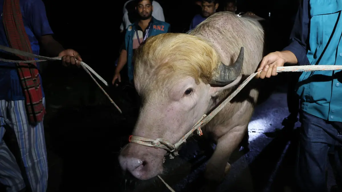 Cover image for El búfalo 'Trump', con una melena rubia como la del presidente estadounidense, es salvado de morir en Bangladés
