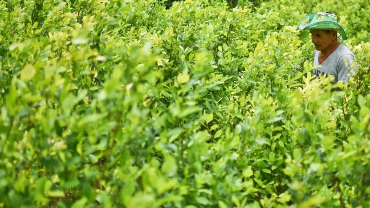 Cultivos de coca en Colombia siguen en aumento: subieron 3,5% y llegaron a 261.000 hectáreas, según la ONU