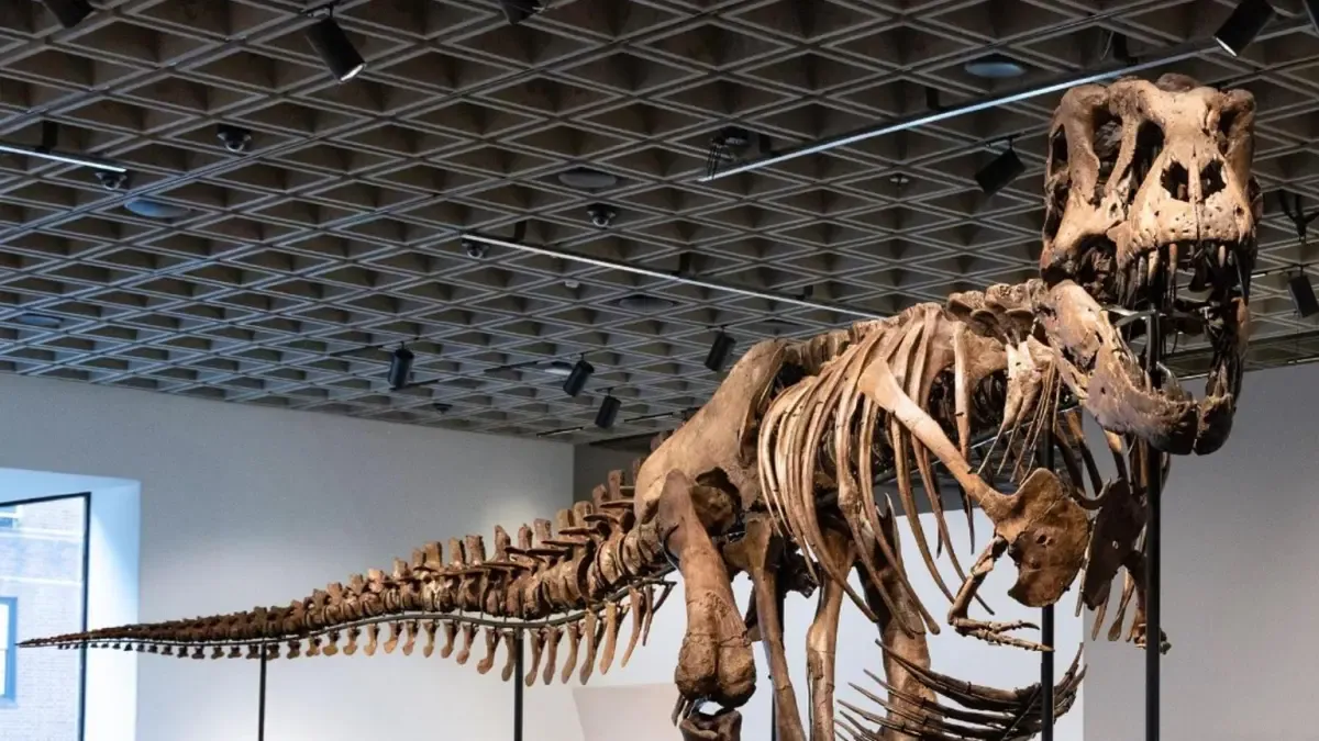 Esqueleto de T. rex se vende por US$50,1 millones y bate récord en subasta