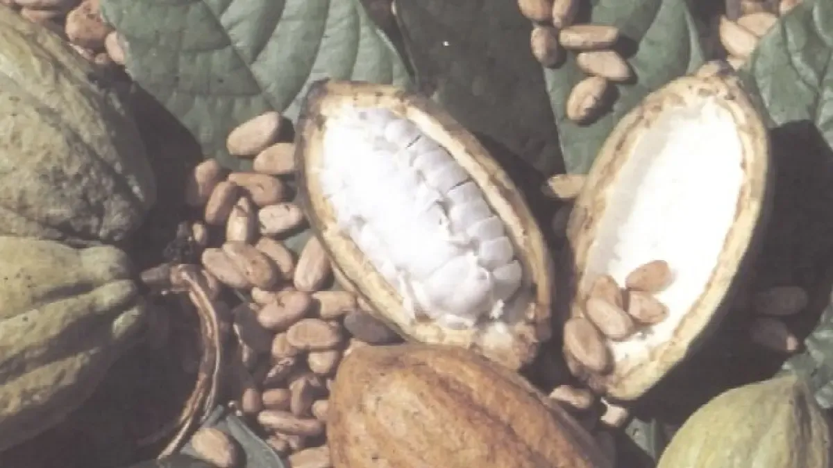 La Piña y el cacao, con oportunidades de inversión