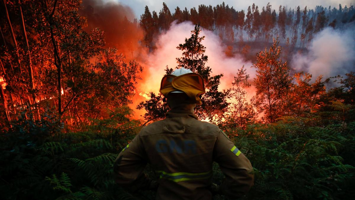 Reportan 61 muertos por incendio forestal en Portugal
