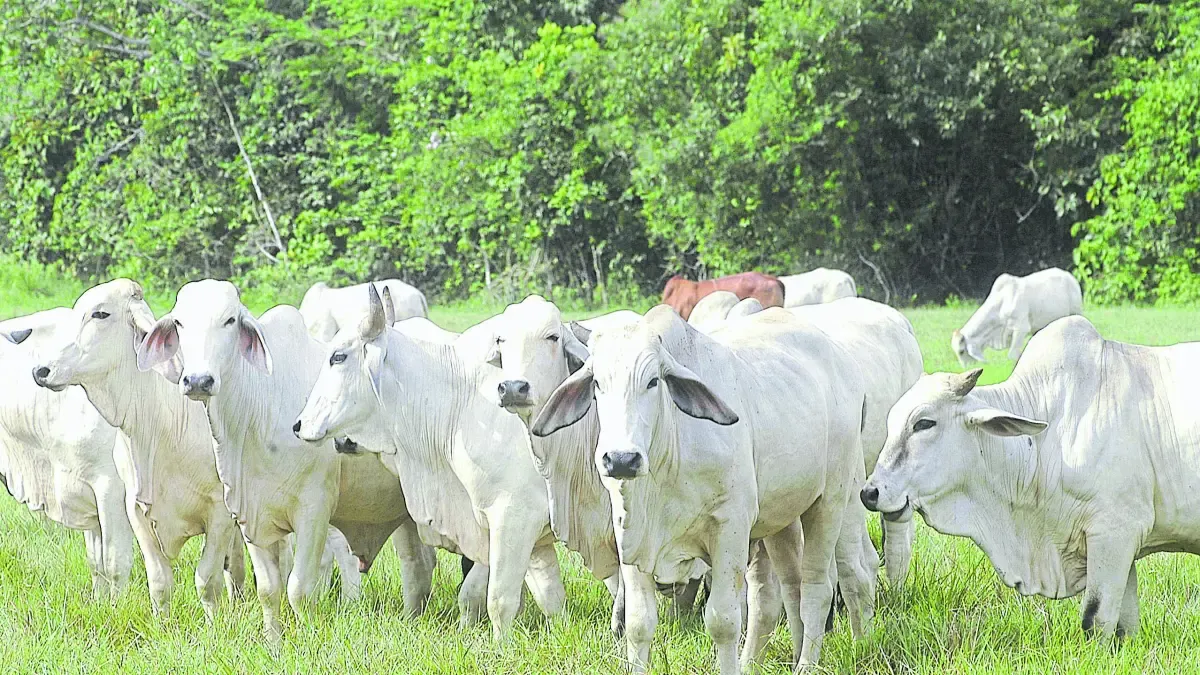 Exportaciones de carne golpean la oferta interna de ganado
