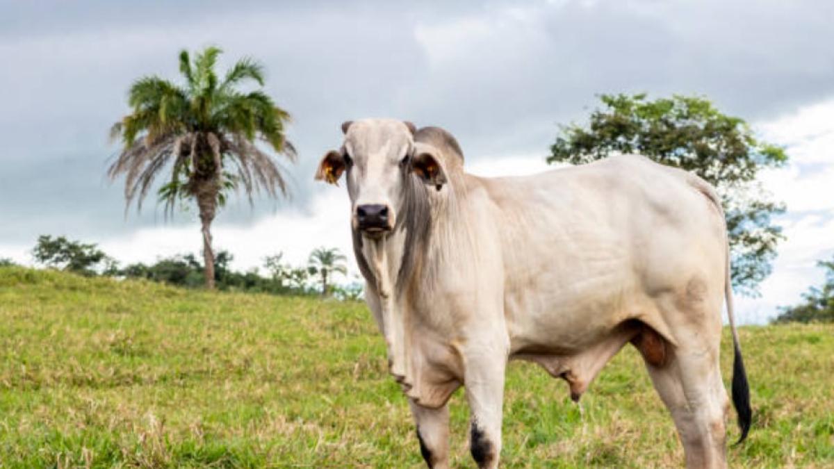 Fedegán warns of illegality in decree that would limit live cattle exports