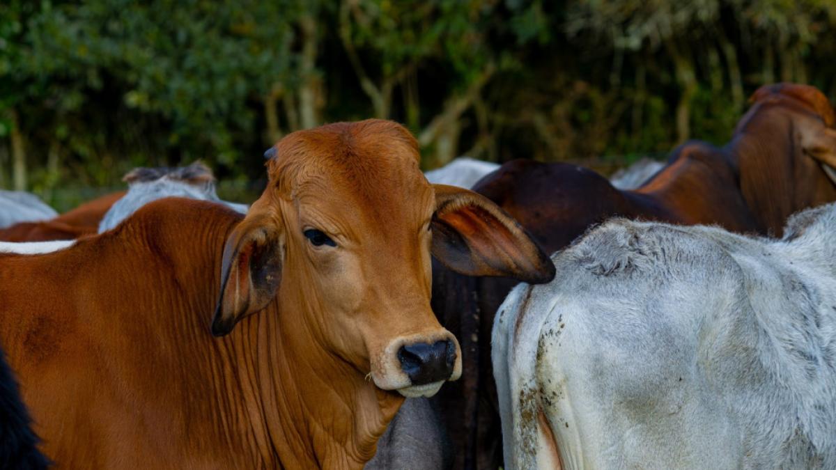 Mercado chino, más cerca para la carne colombiana: así avanzan las exportaciones
