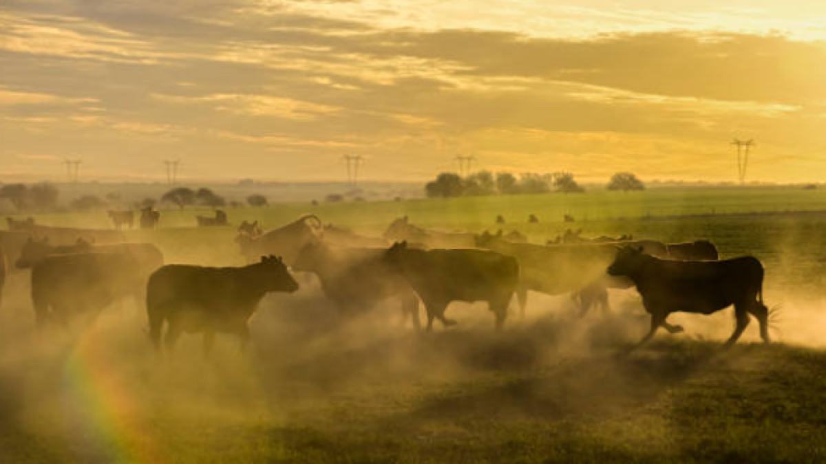 Alliance Boosts Livestock Fair as a Revitalization Engine for Small Businesses Affected in Cordoba