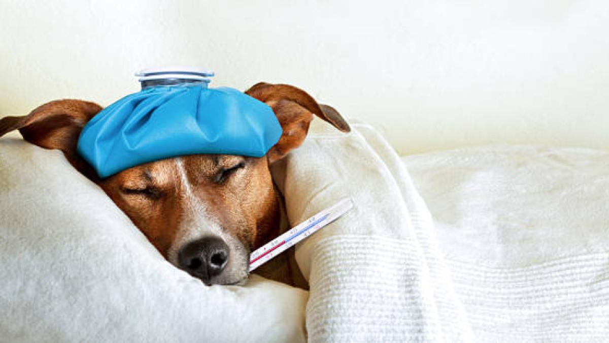 Temblores en perros encienden alertas veterinarias por posibles enfermedades y casos de intoxicación