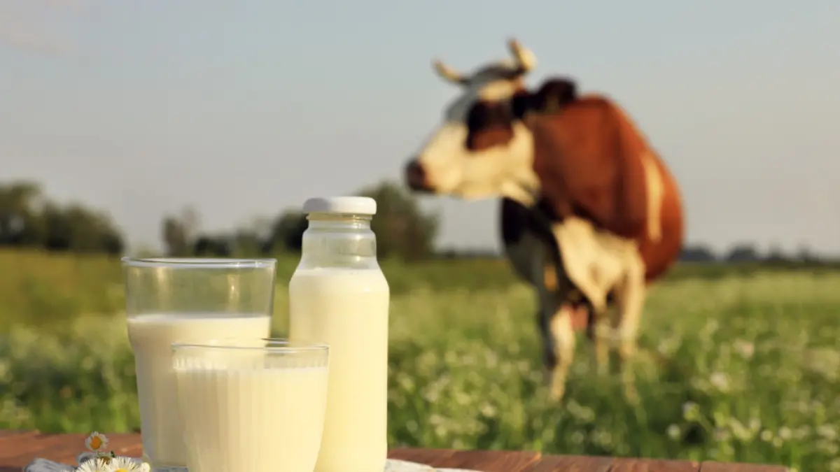 Colombia's Milk Production Reaches Historic High, Surpassing 8.4 Billion Liters in 2025