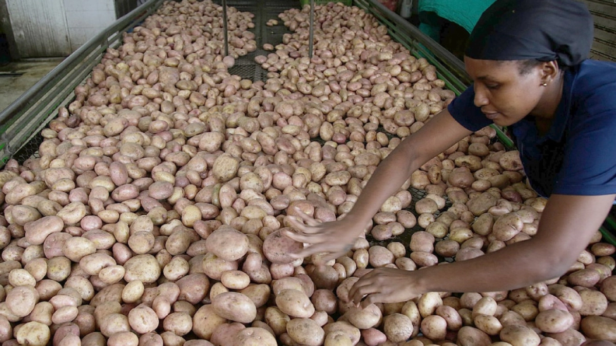Costo de producir una hectárea de papa llega a  millones: Gobierno busca reducir la carga