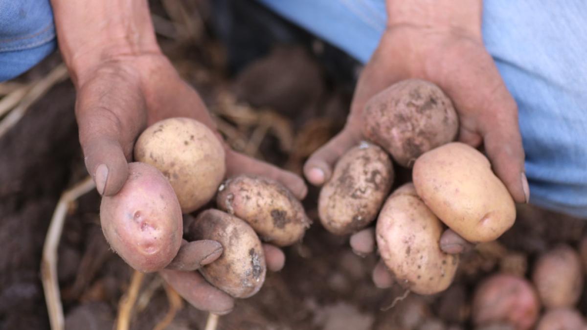 Crece el uso doméstico de mezclas naturales: cáscaras de papa, bicarbonato y azúcar ganan popularidad

La combinación se expande en hogares por su aplicación como limpiador y fertilizante natural.

Detalles ⬇️