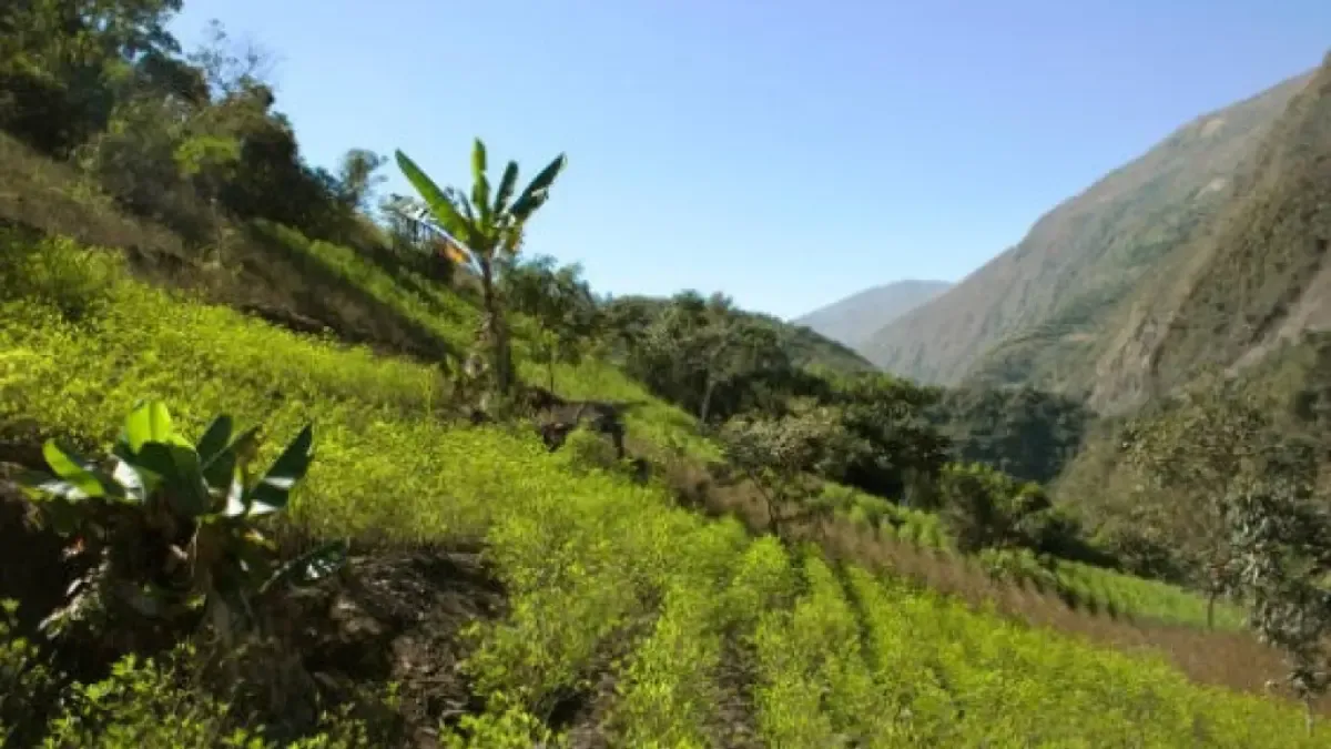 Coca economy drives regional economic growth but does not improve public finances