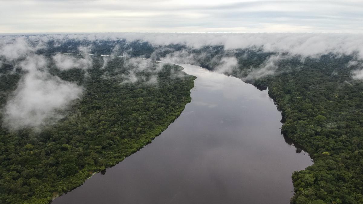The expansion of illegal roads, coca, and cattle ranching deepens the crisis in the Colombian Amazon