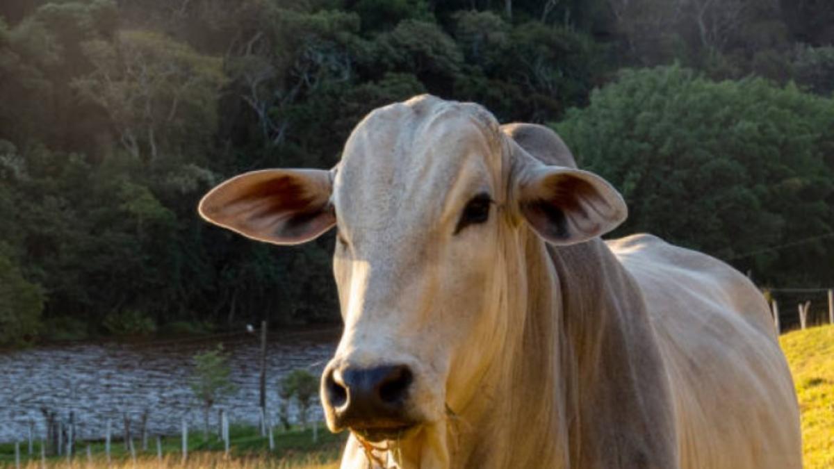 Government's restriction on cattle exports will not reduce inflation or alleviate food prices
