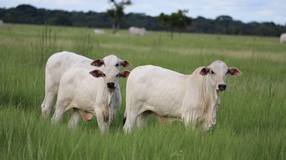 Cattle ranchers denounce readjustments exceeding 1,000% in cadastral appraisals of rural properties