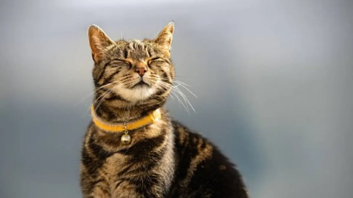 This is the age at which a cat is considered old, according to veterinary criteria