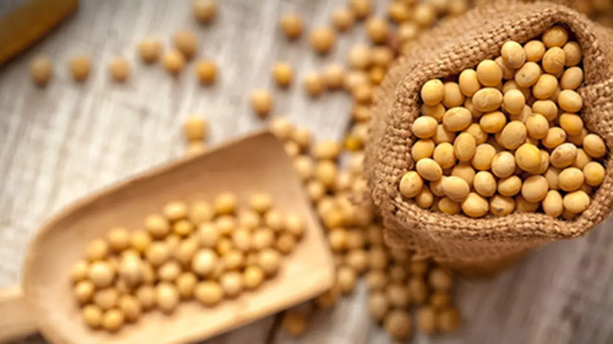 Soya sostenible, el cultivo de oro para alimentar al mundo