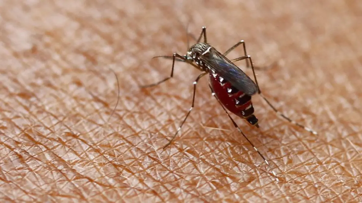 Científicos crean un hongo con aroma floral que engaña y elimina mosquitos transmisores de dengue, malaria y zika

En pruebas de laboratorio, esta técnica logró eliminar entre el 90% y el 100% de los mosquitos.

Más información