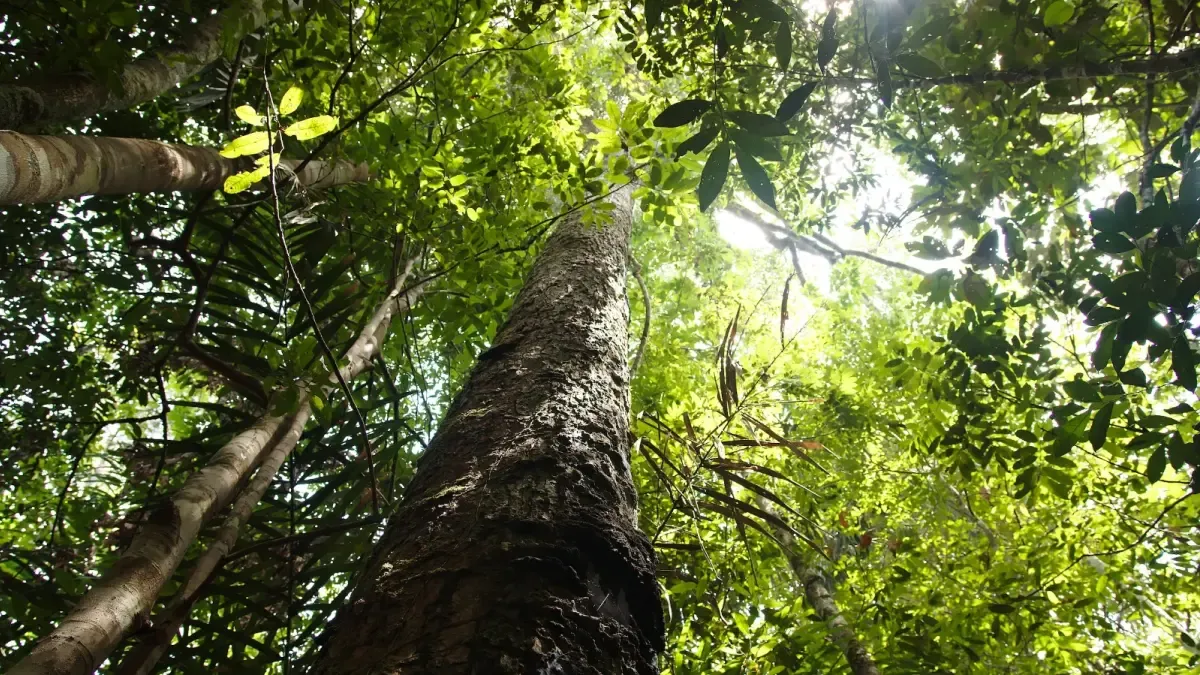 Tropical Forests Recover Over 90% of Their Biodiversity in 30 Years, According to Study Published in Nature