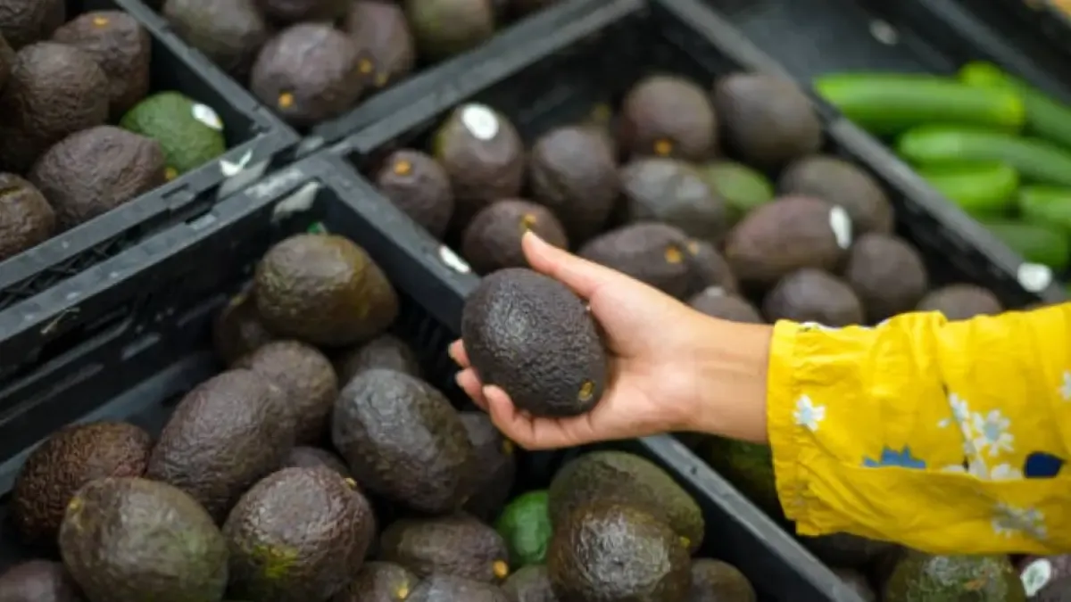 United States excludes Colombian Hass avocado from tariff and modifies the export landscape
