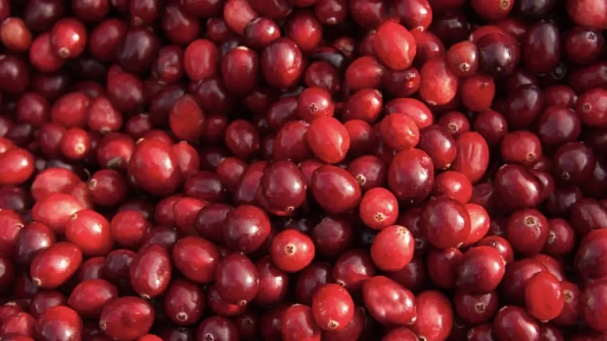 'Colombia es un mercado prioritario en la estrategia global del arándano rojo': The Cranberry Institute