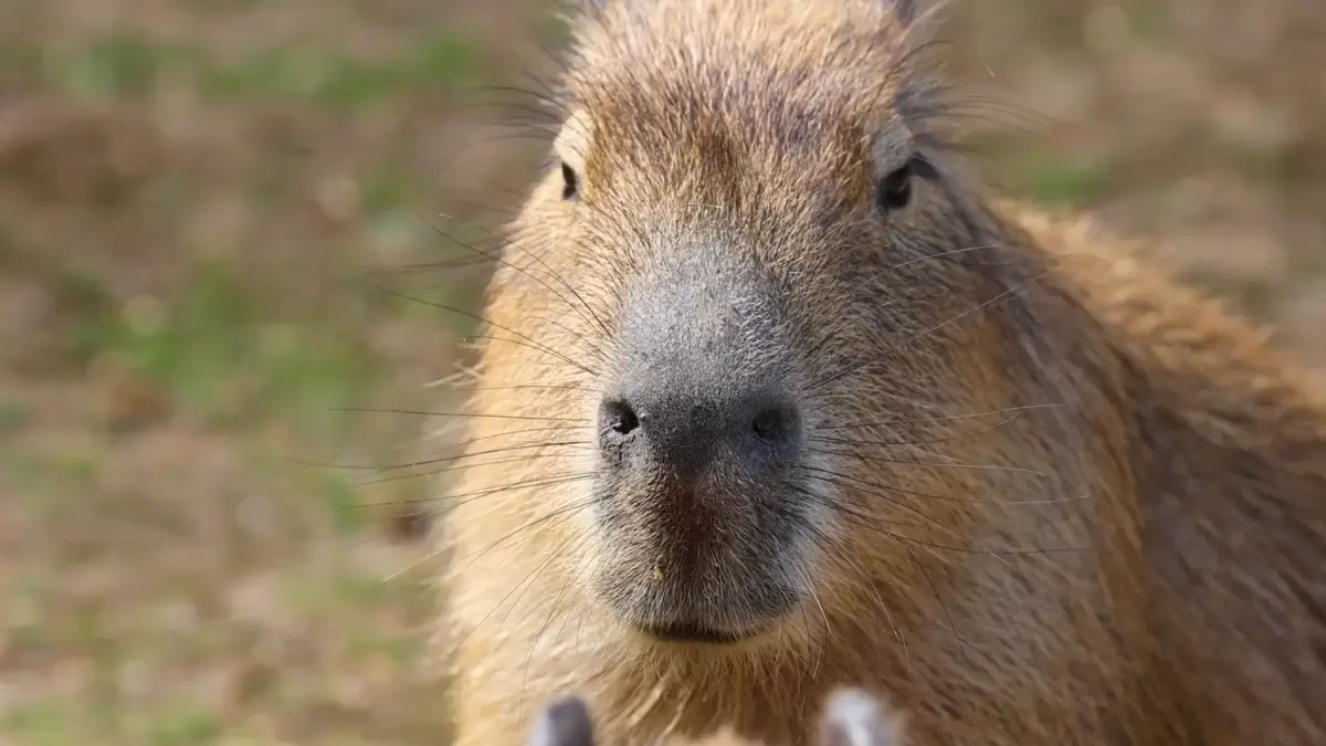 ¿Chigüiro o capibara?: lo que de pronto no sabía del roedor más grande del planeta