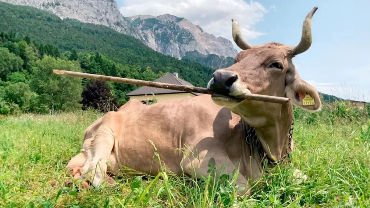 La vaca inteligente que usa utensilios para 'tareas' del día a día: cómo lo ha logrado