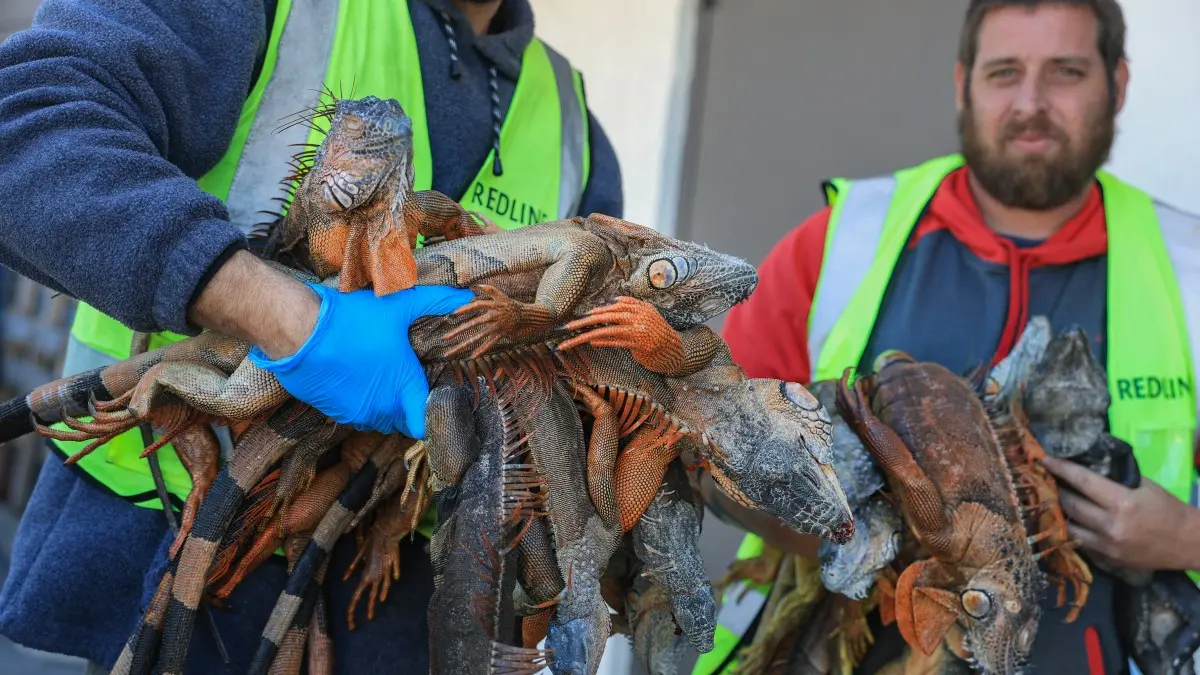 Florida bajo hielo: el frío rompe récords con nieve en las costas e iguanas congeladas